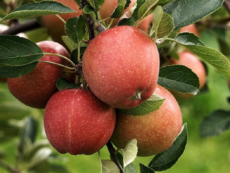 Perspektywy eksportu polskich jabłek do USA